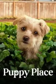 《小狗广场第二季》：萌宠来袭，治愈加倍！全新冒险与成长故事等你来看！